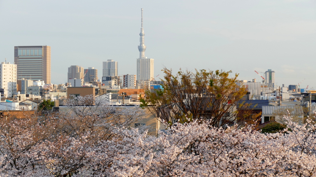 夕方の荒川土手から