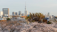 夕方の荒川土手から