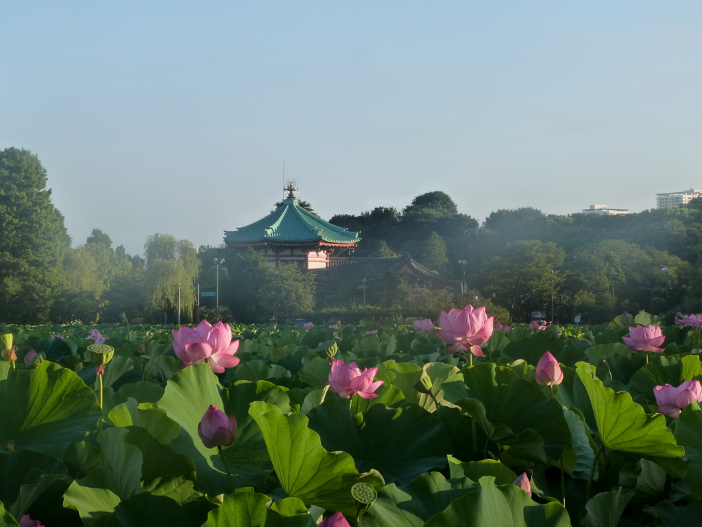 夏の早朝、上野不忍の池