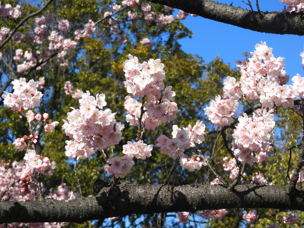 荒川自然公園のつばきかんざくら