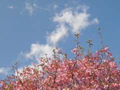 千住桜木の盛りを超えた陽光桜の空