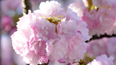 里ザクラの糸括り晩期