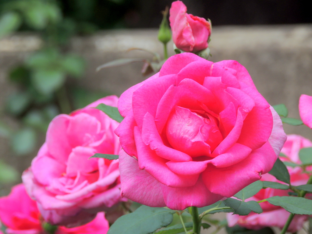 荒川2丁目電停前の薔薇・バローレ