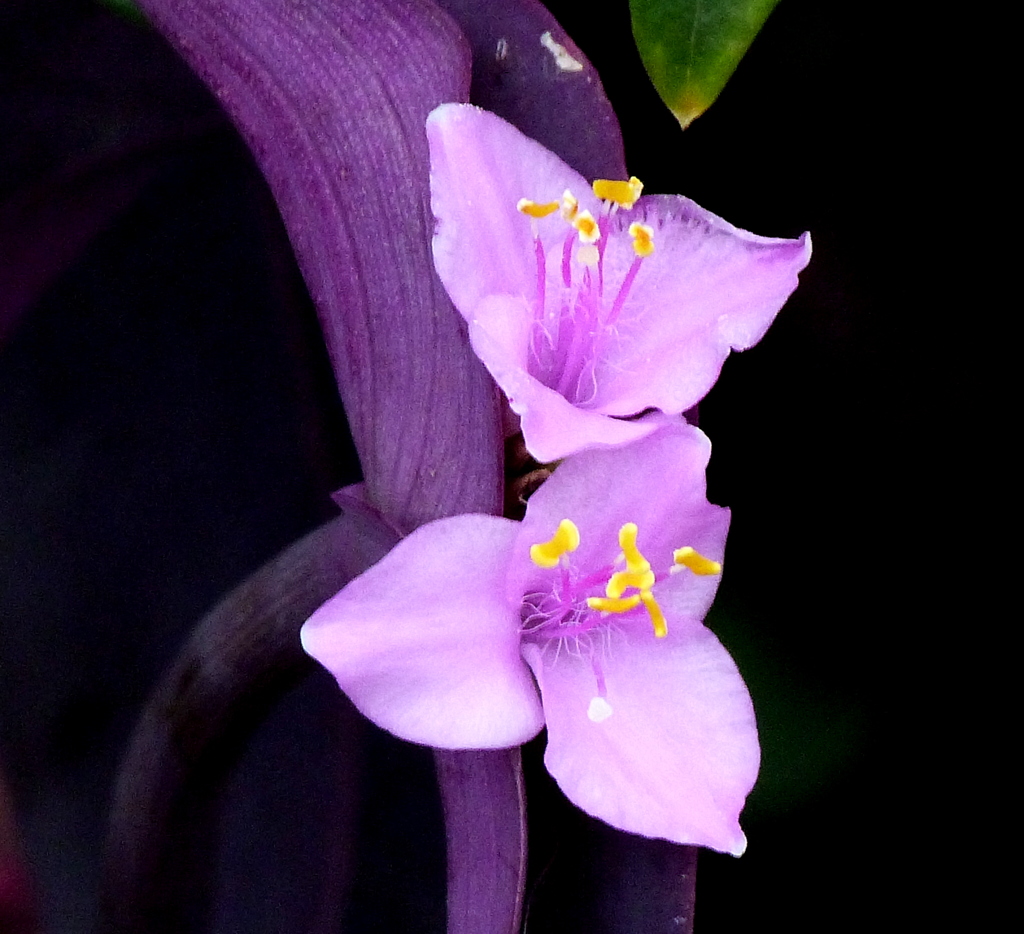 トラデイスカンチア・ムラサキゴテン