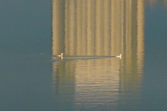 夕日の当たる荒川水面の2羽のカンムリカイツブリ