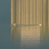 夕日の当たる荒川水面の2羽のカンムリカイツブリ