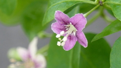 道端にクコが咲いていた