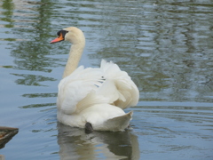 荒川自然公園のハクチョウ