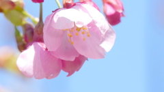 南千住汐入公園の隅田川沿いの１輪咲いていた陽光桜