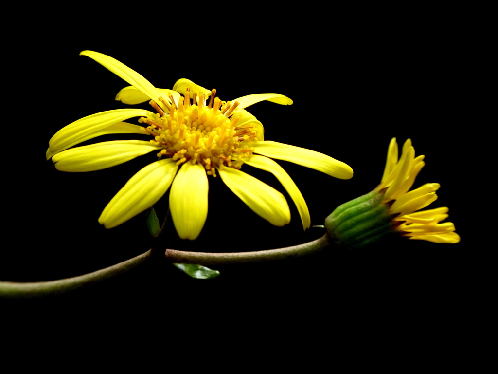 ツワブキ（ツヤブキ）