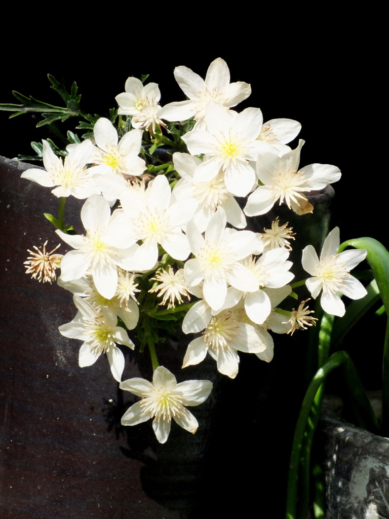 白いミニクレマチス