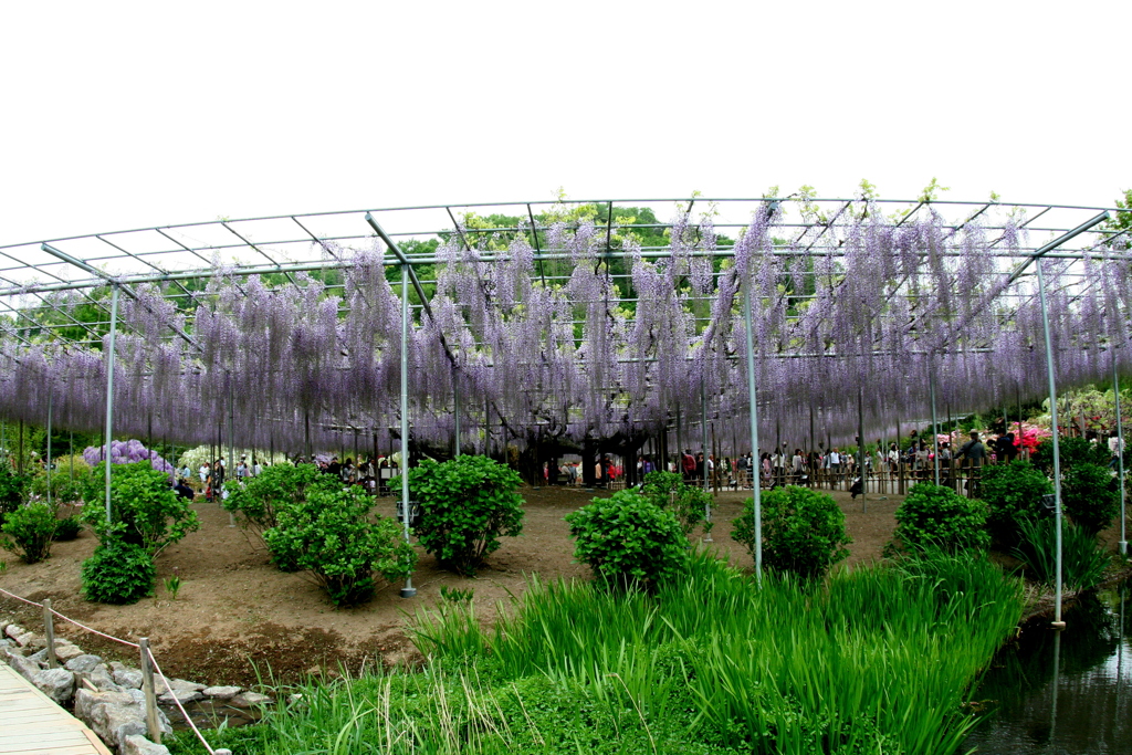 足利フラワーパークの藤