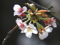 もう見納めの丁子桜