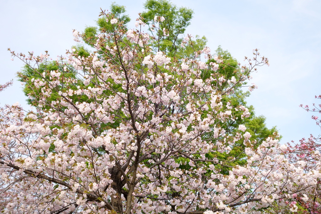 都市農業公園の普賢象