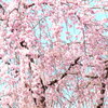 上野寛永寺境内には福島三春から移植された日本三大桜の滝桜の苗木がある