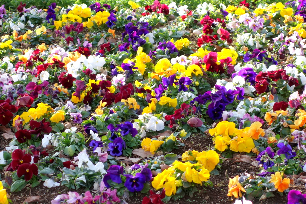 柳原千草園の花壇のパンジー