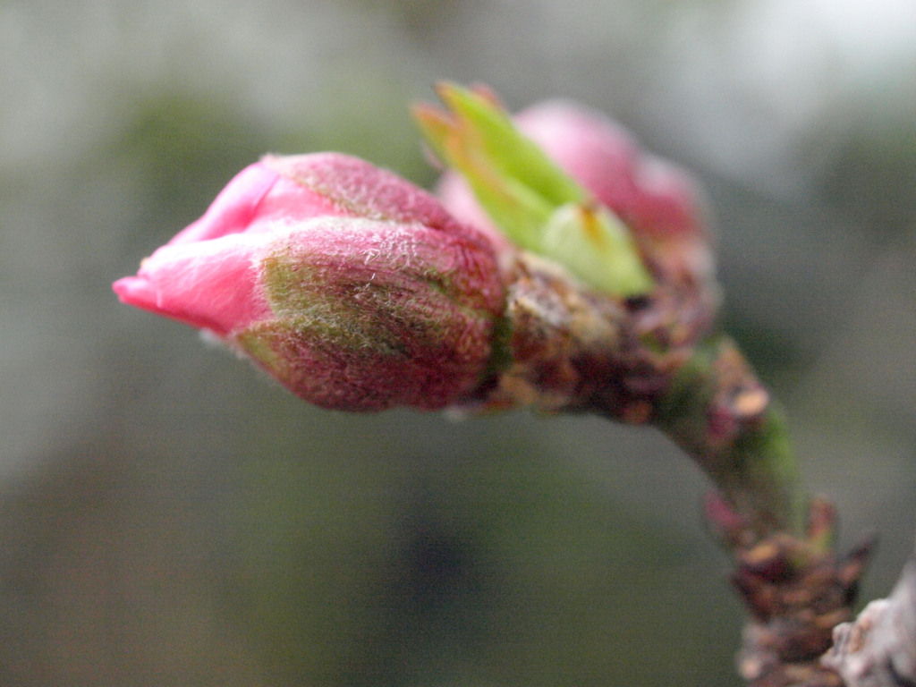 自宅の食用桃の花芽