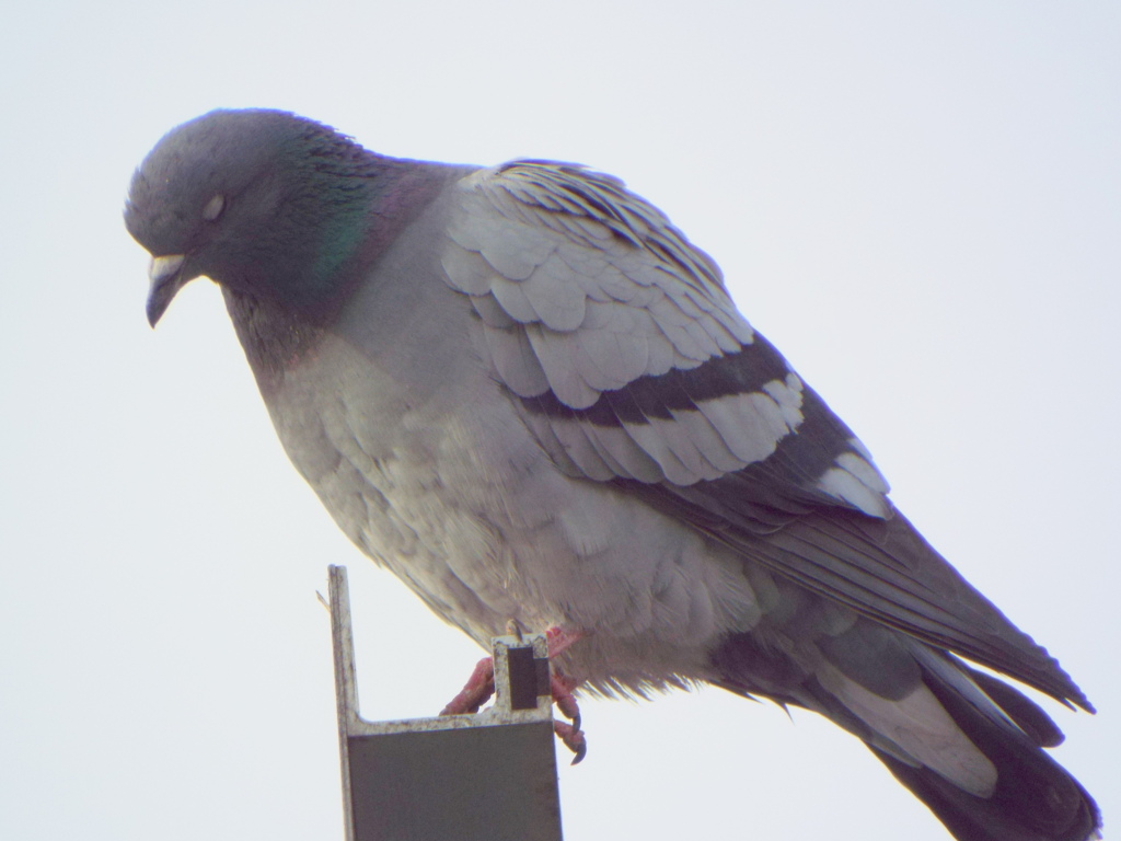 千住桜木ワンドから足立区境界看板の上の土鳩のズーム