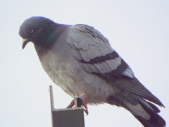 千住桜木ワンドから足立区境界看板の上の土鳩のズーム