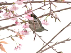 永代橋のオオカンザクラとヒヨドリ