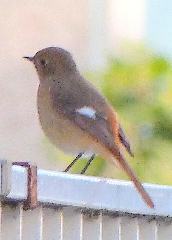 何故かこういうところが好き、ジョウビタキ