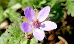 荒川土手の帰化植物