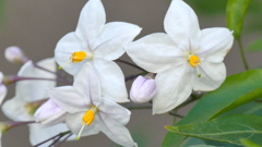 墨田区隅田のハナナス