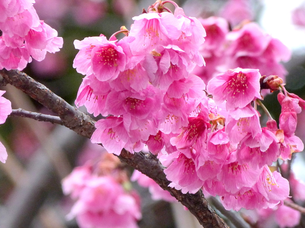 寒緋桜