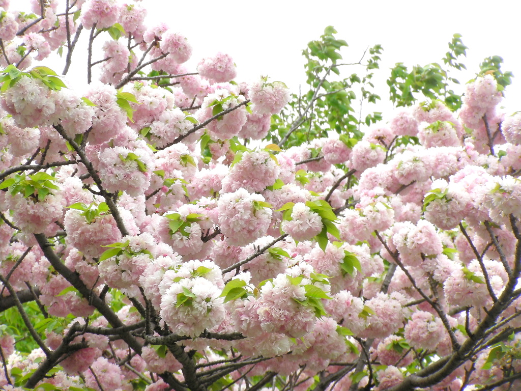 千住の公園の手毬桜