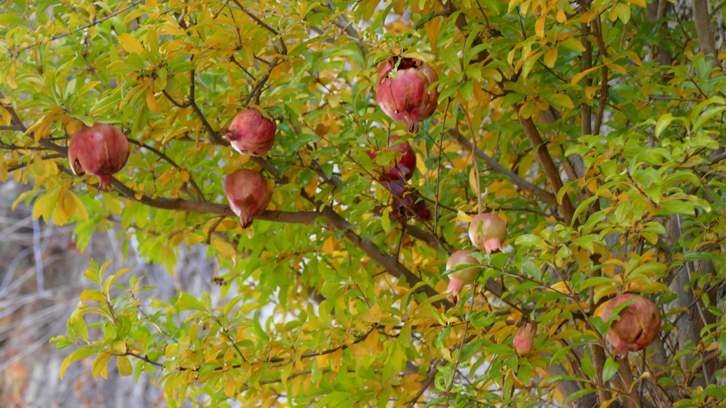 やねせん上野台地の石垣から生える