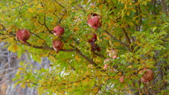 やねせん上野台地の石垣から生える