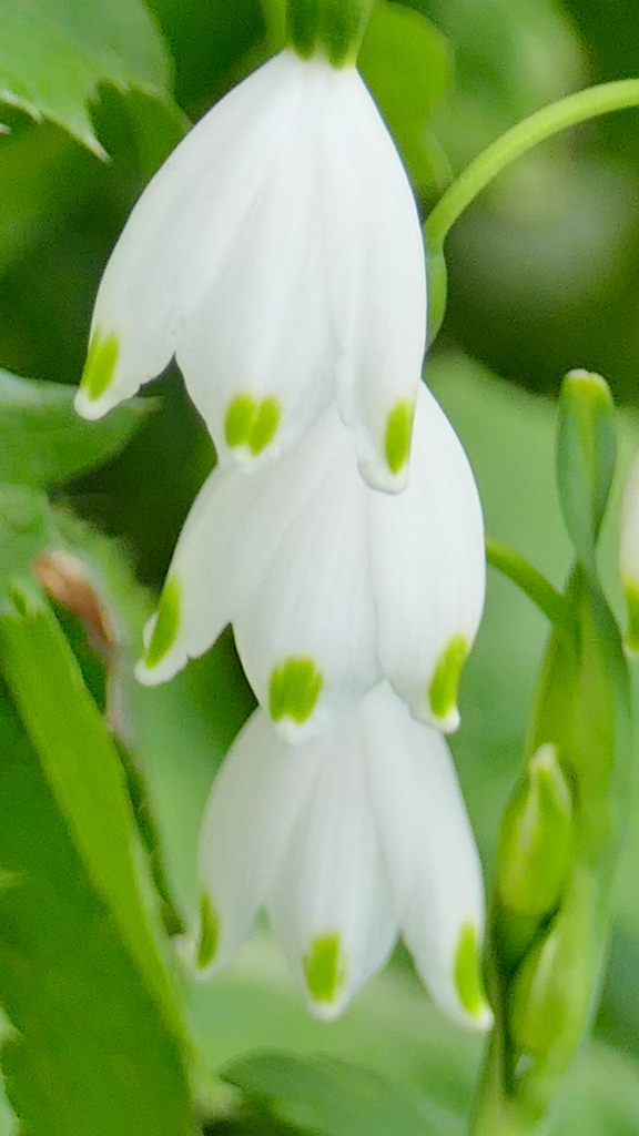 スノウフレークが満開