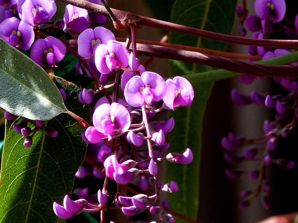 ハーデンベルギア