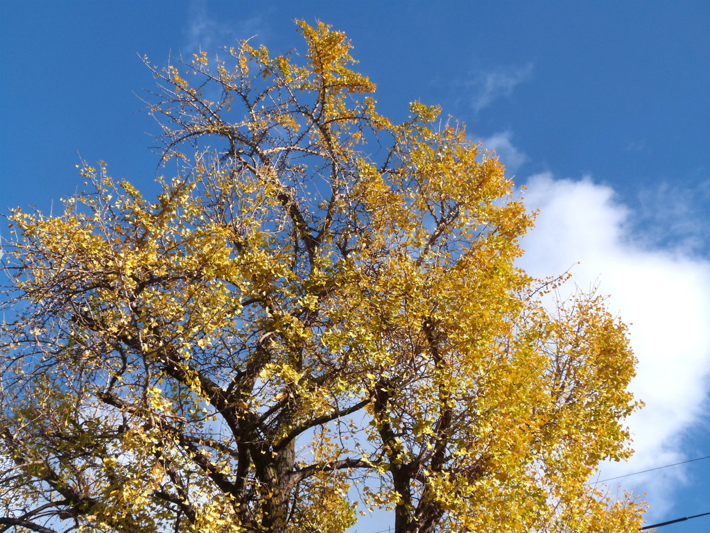 きんじょのいちょう