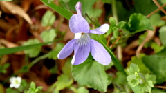 たちつぼすみれ