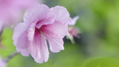 荒川堤の里ザクラ紅豊の晩期