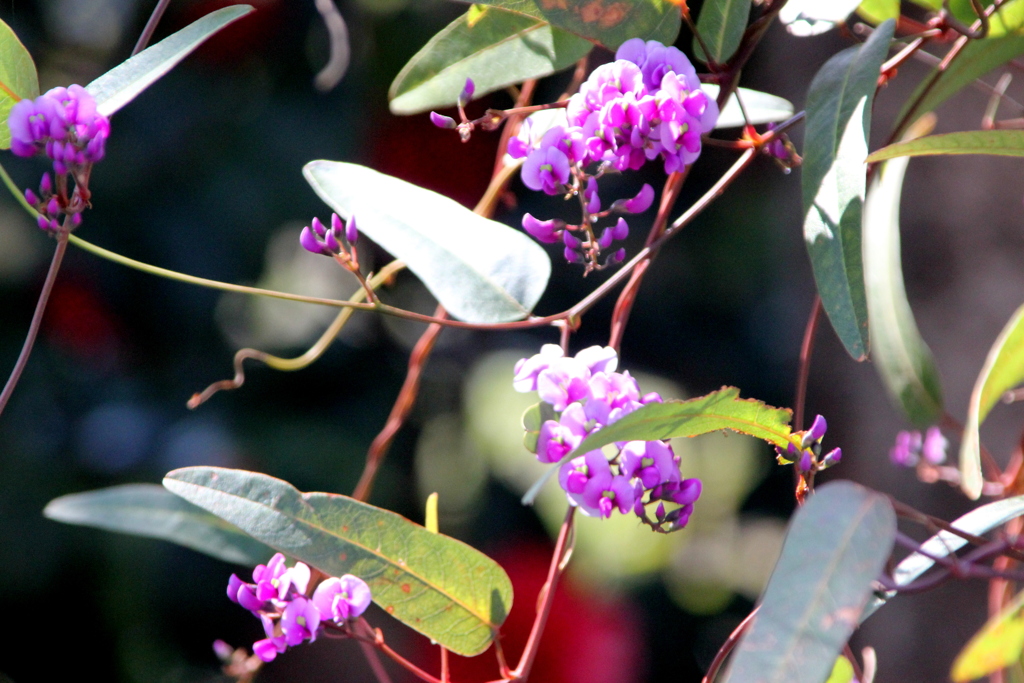 陽光のハーデンべルギア