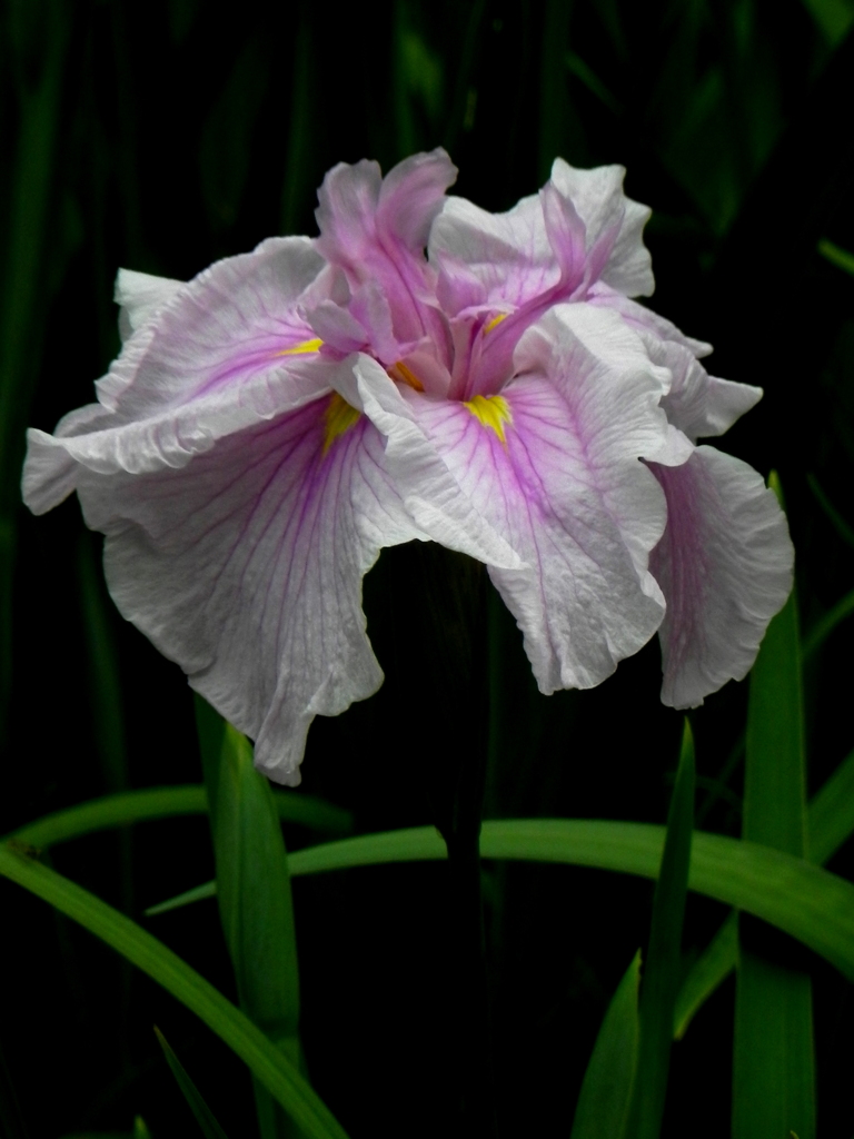 ピンクの花菖蒲