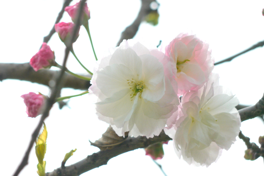荒川土手高速下の松月桜の咲き始め