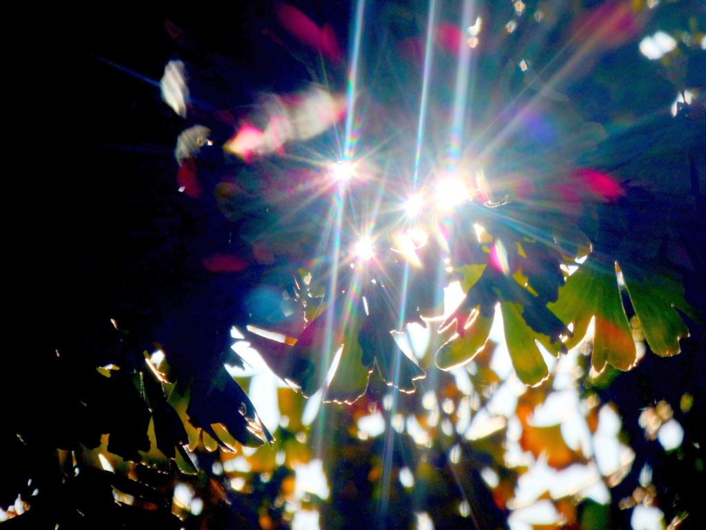銀杏の木漏れ光線