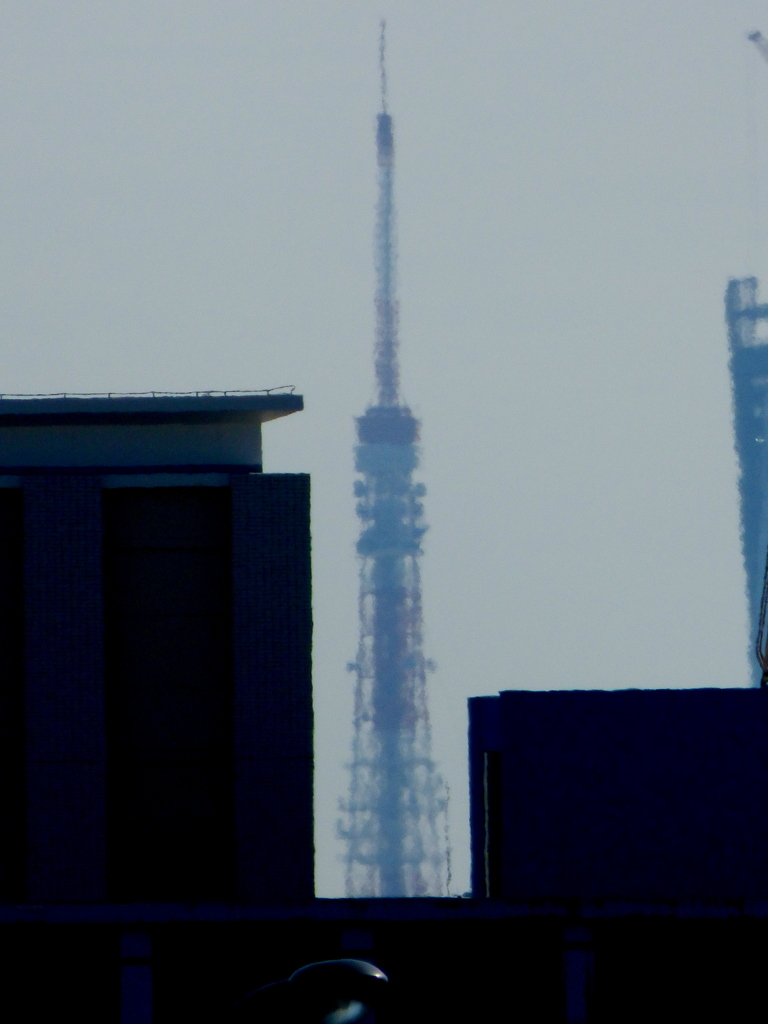 荒川土手から東京タワー