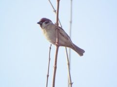 千住桜木ワンドの並木の枯れ楓の枝の一羽の雀