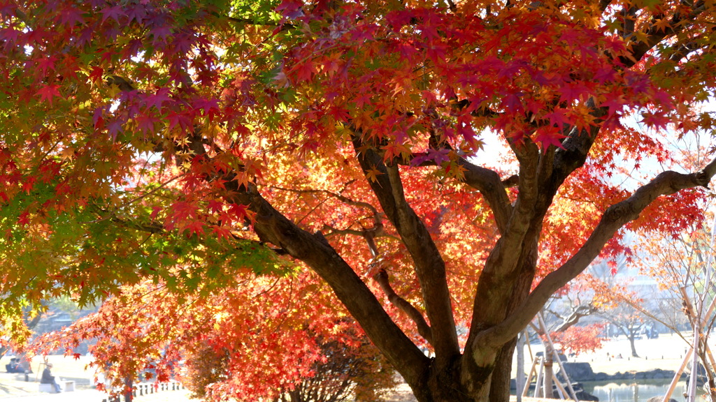 隅田公園のもみじ