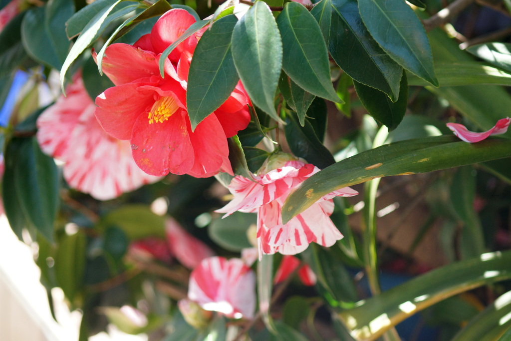 サンパール荒川芝の民家の思いのまま椿