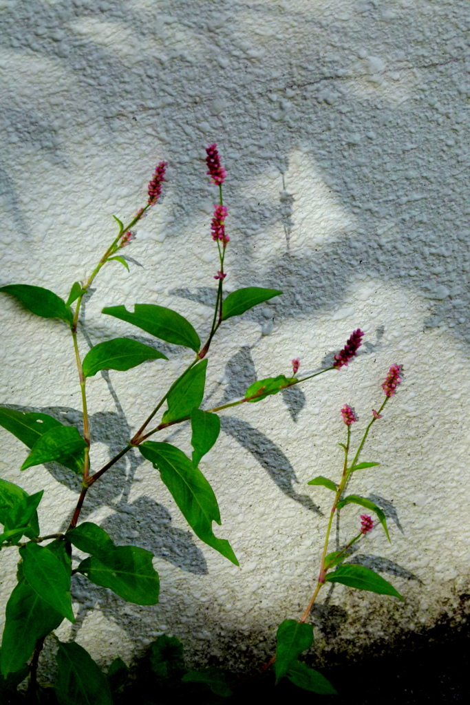 木漏れ日のいぬたで