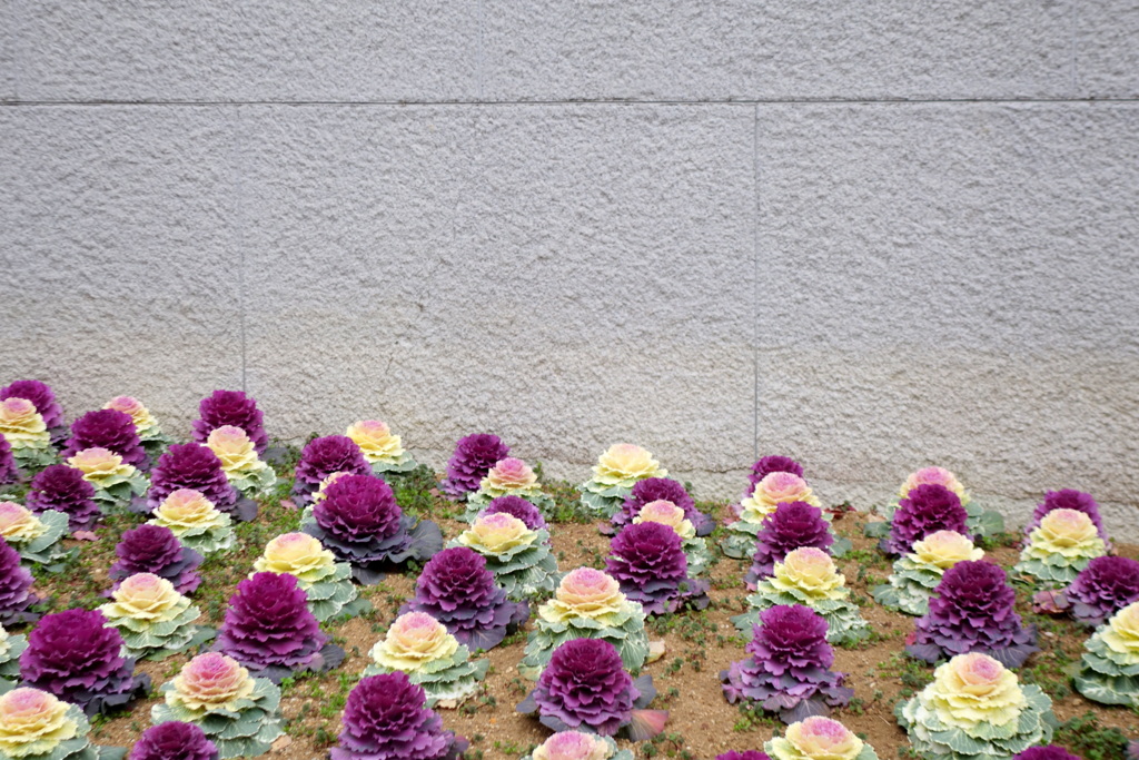 サンパール荒川の花壇