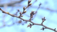 上野寛永寺の古木ソメイヨシノの蕾