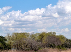荒川河原のヤナギの芽吹きと春の雲の風景