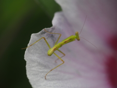 ハラヒロカマキリ