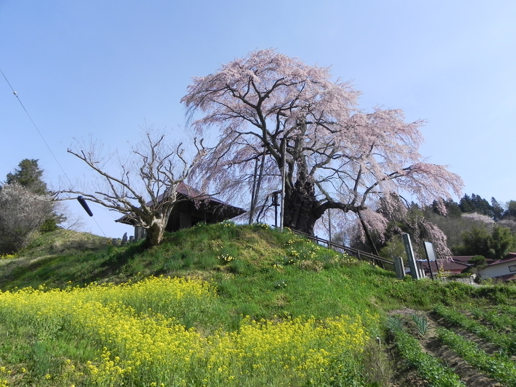 菜の花と不動桜